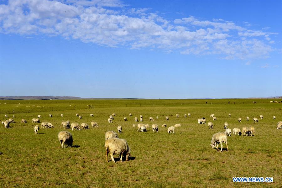 #CHINA-INNER MONGOLIA-BAYAN NUR-GRASSLAND (CN)