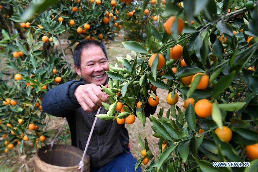 CHINA-GUANGXI-KUMQUAT FRUIT-SALE (CN)