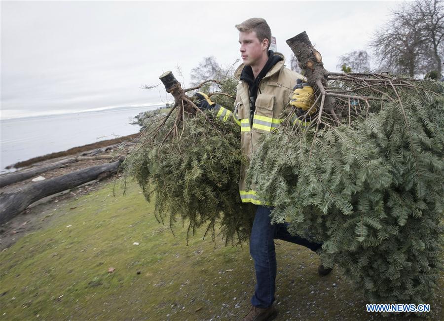 CANADA-RICHMOND-CHRISTMAS TREE-CHIPPING