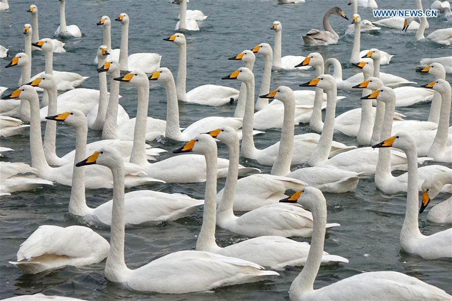 #CHINA-SHANDONG-RONGCHENG-SWANS (CN)