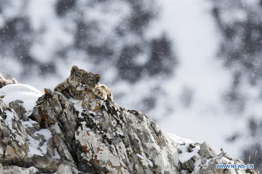 CHINA-QINGHAI-BIOLOGICAL DIVERSITY-SNOW LEOPARD (CN)