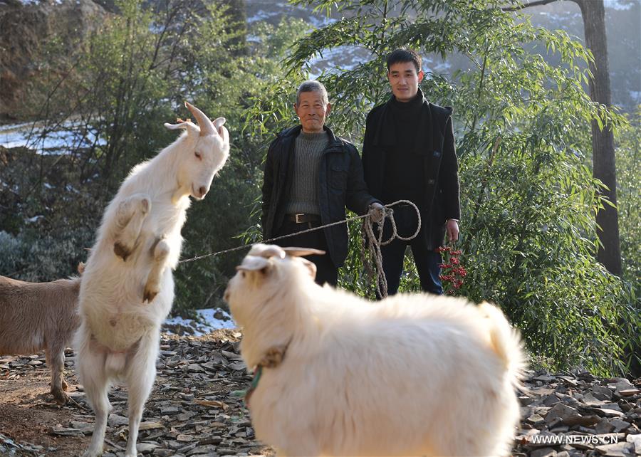 CHINA-SHAANXI-ANKANG-GOAT BREEDING (CN)