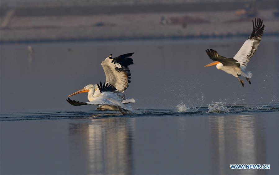 CHINA-FUJIAN-PELICANS-WINTER (CN)