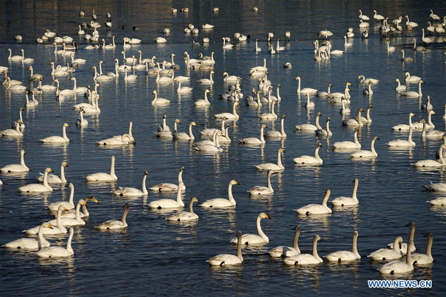 CHINA-HENAN-SANMENXIA-SWANS (CN)