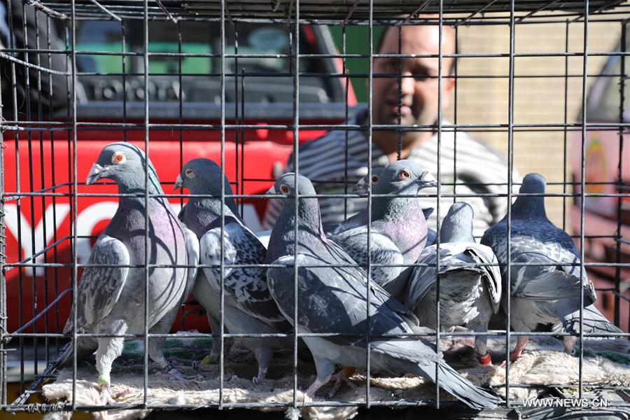 IRAQ-BAGHDAD-PET MARKET