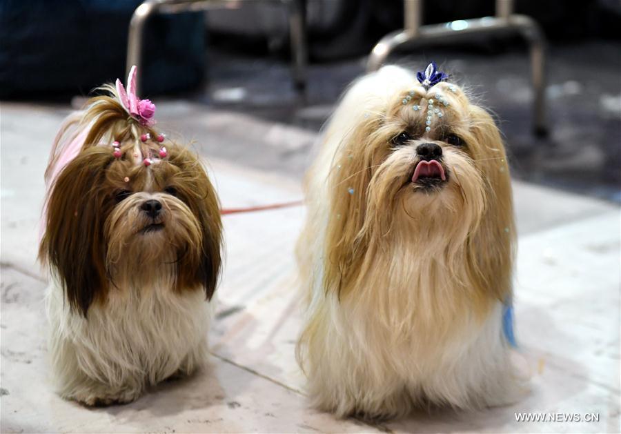 PORTUGAL-LISBON-PET SHOW