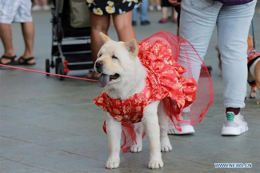 THE PHILIPPINES-PASAY CITY-LUCKY PAWS PARADE