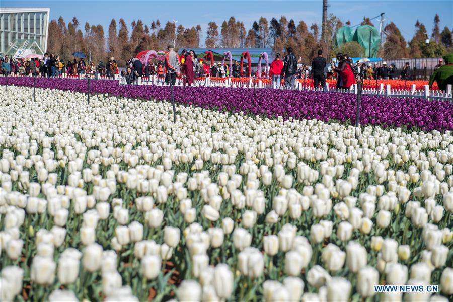 CHINA-YUNNAN-KUNMING-TULIP BLOSSOM (CN)