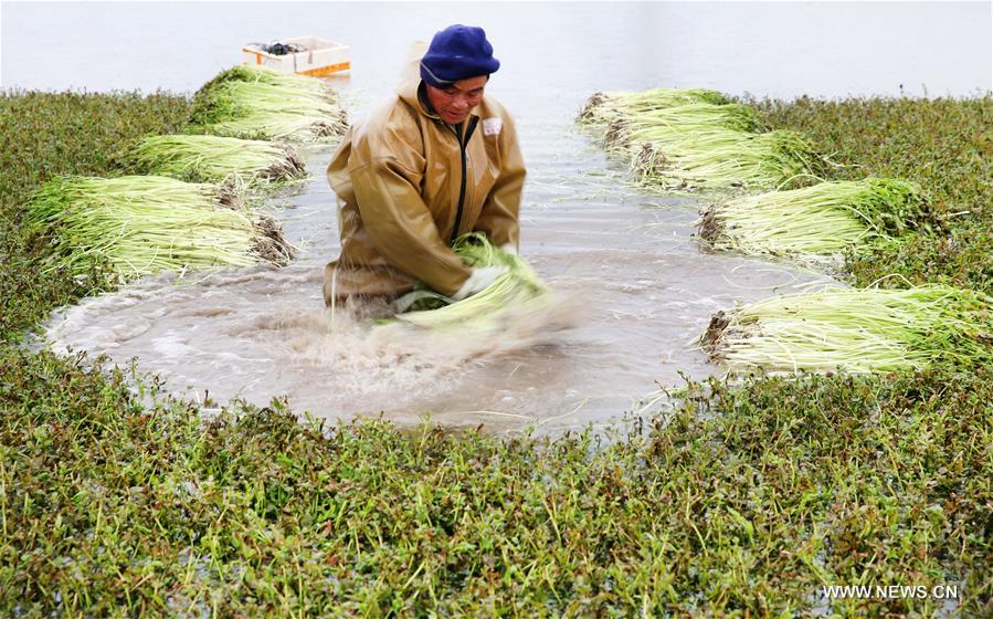 #CHINA-JIANGSU-NANTONG-FARM WORK (CN)