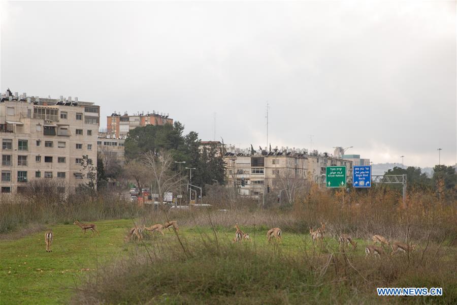 MIDEAST-JERUSALEM-GAZELLE VALLEY