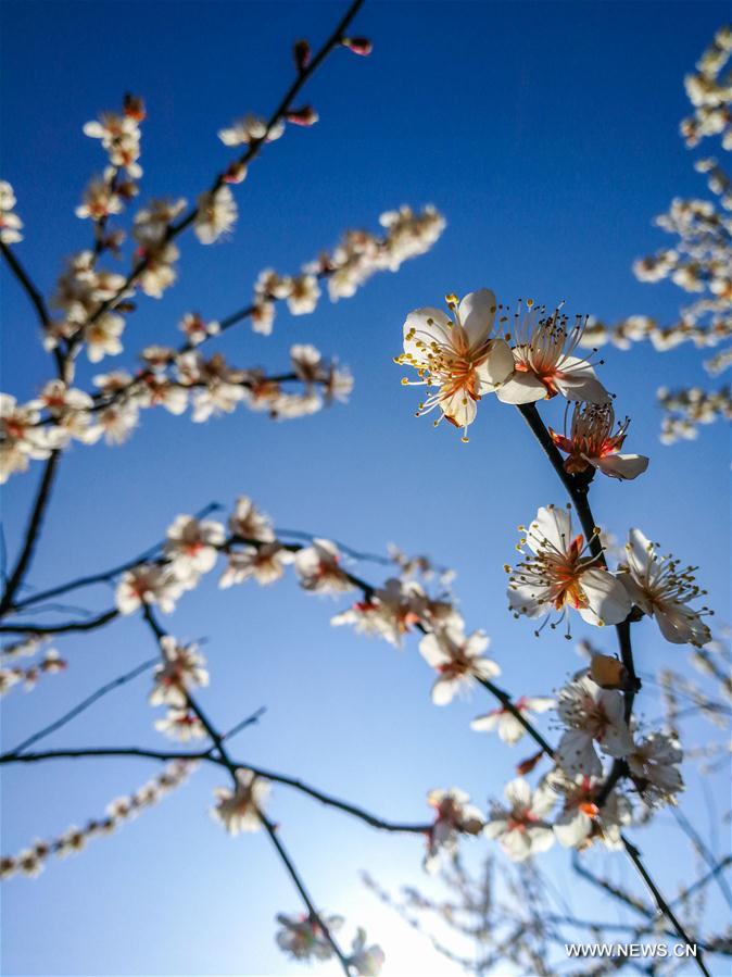 CHINA-ZHEJIANG-HANGZHOU-PLUM BLOSSOM (CN)