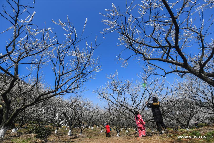 CHINA-ZHEJIANG-HANGZHOU-PLUM BLOSSOM (CN)