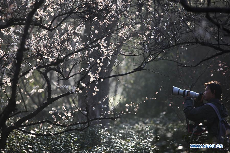 #CHINA-JIANGSU-NANJING-PLUM BLOSSOM(CN)