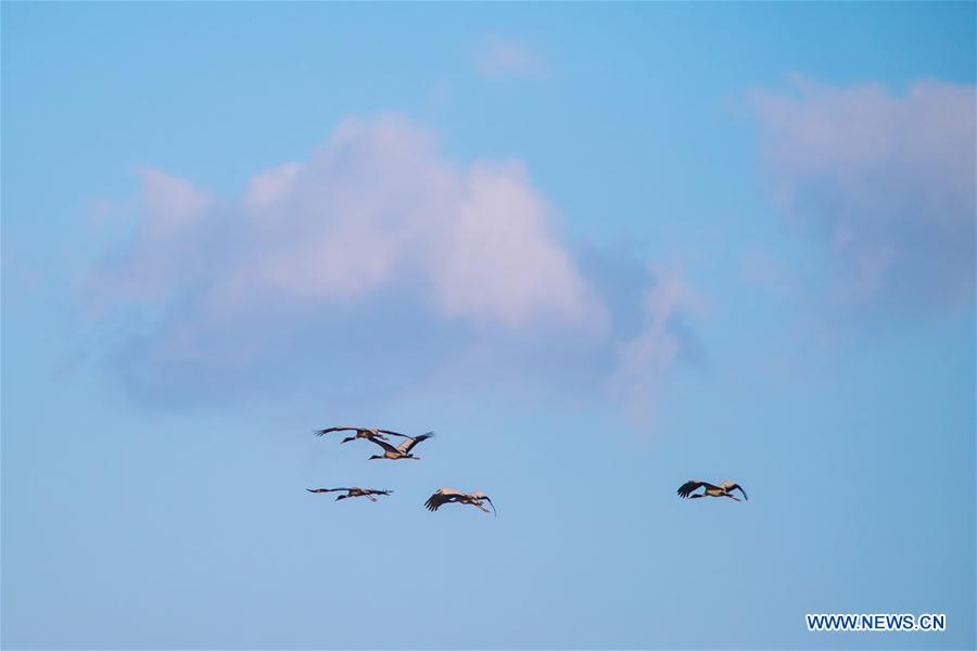 CHINA-YUNNAN-MIGRANT BIRDS (CN)