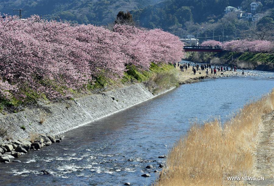 JAPAN-SHIZUOKA-CHERRY BLOSSOMS