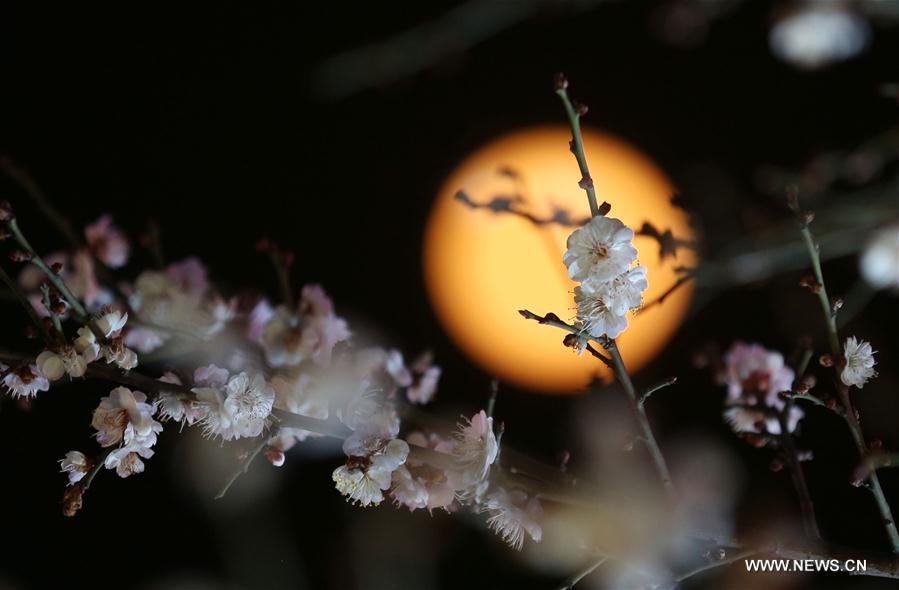 #CHINA-NANJING-PLUM BLOSSOMS (CN)