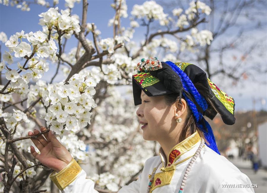 CHINA-SICHUAN-PEAR BLOSSOMS (CN)