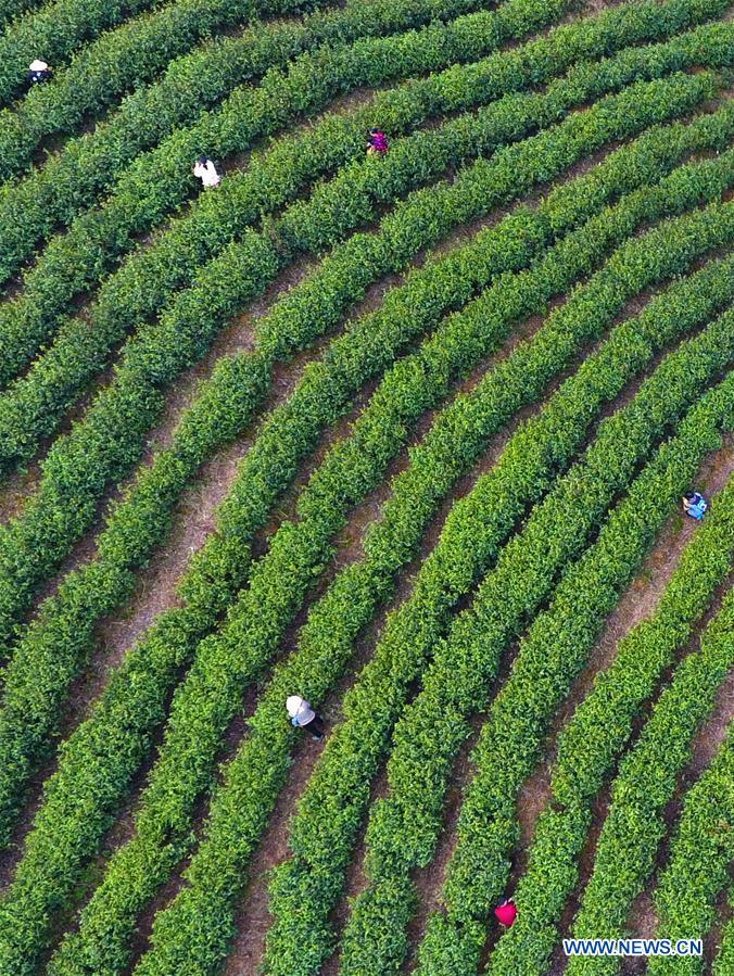 #CHINA-SPRING-TEA HARVEST (CN)