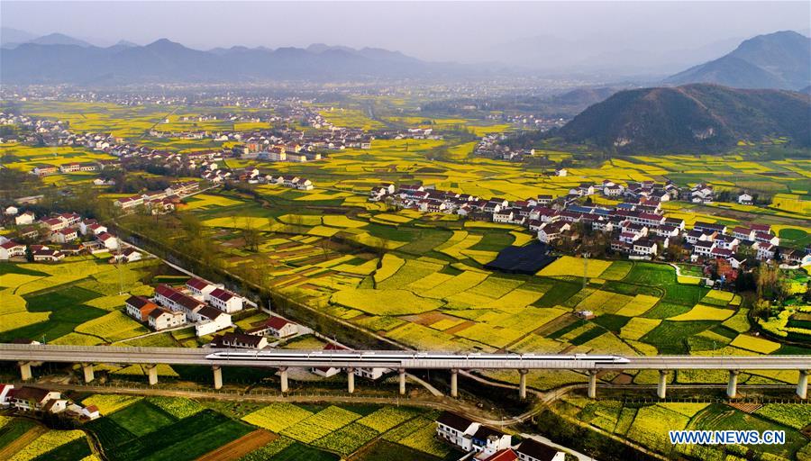 CHINA-SHAANXI-HANZHONG-RAPESEED FLOWER (CN)