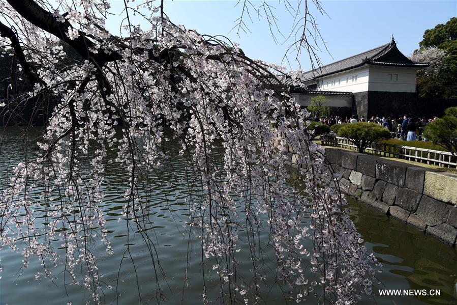 JAPAN-TOKYO-BLOSSOMS-LIFESTYLE