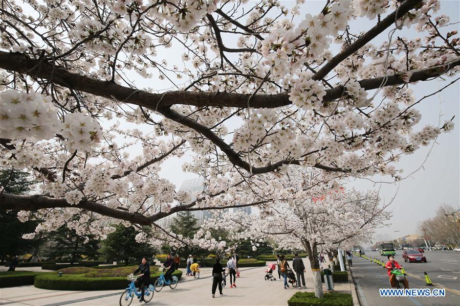 #CHINA-SPRING-FLOWERS(CN)