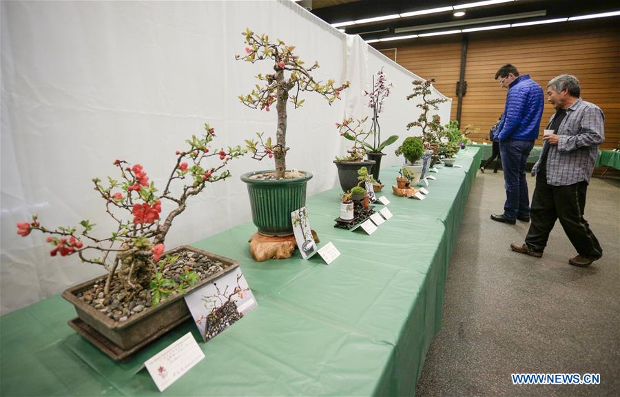 CANADA-VANCOUVER-BONSAI AND FLOWER EXHIBITION