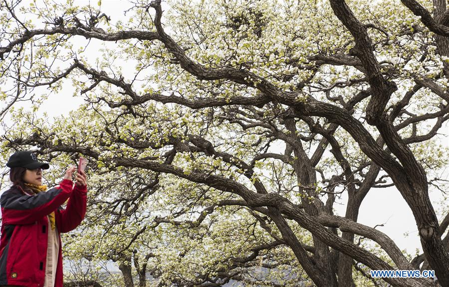 #CHINA-SPRING LEISURE (CN)