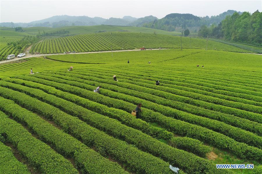 CHINA-MEITAN-TEA GARDEN(CN)