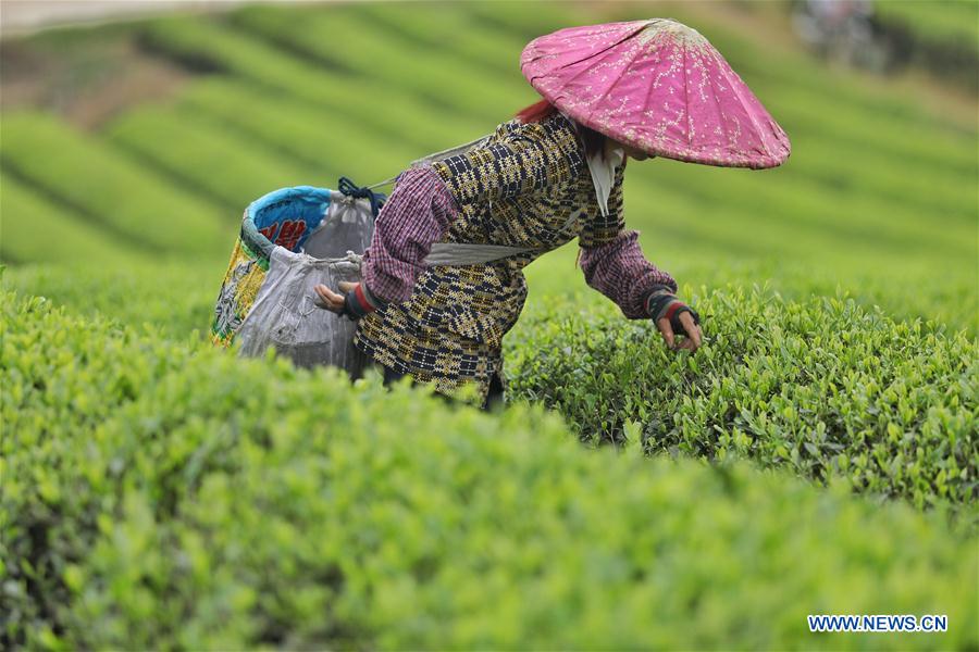 CHINA-MEITAN-TEA GARDEN(CN)