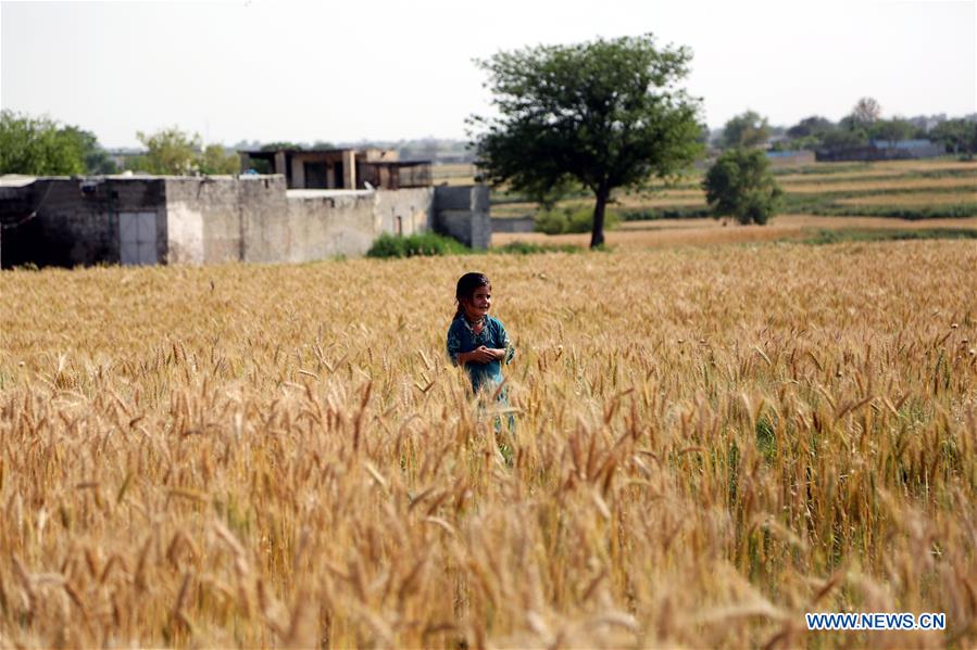 PAKISTAN-RAWALPINDI-WHEAT-HARVEST