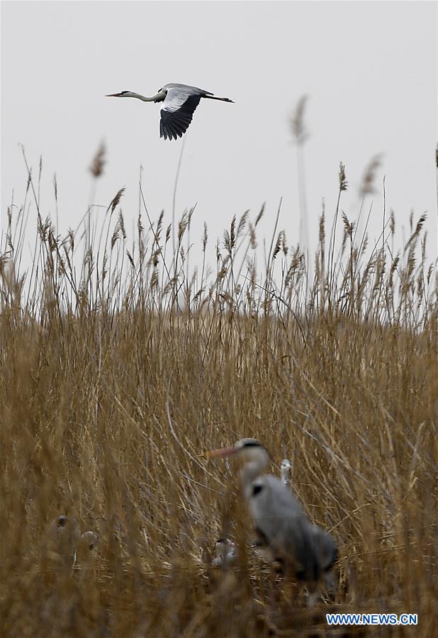 CHINA-NINGXIA-SHAHU-BIRDWATCHING (CN)