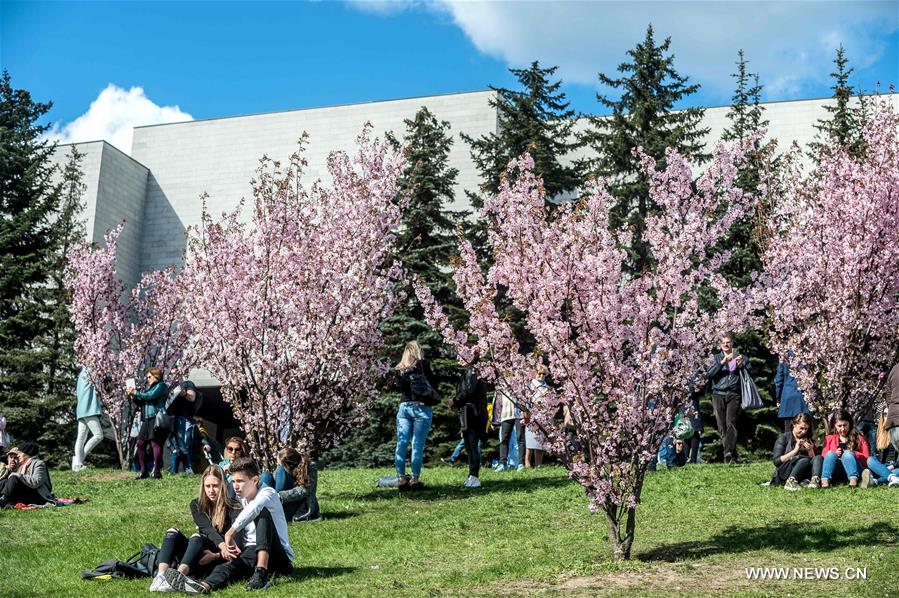 LITHUANIA-VILNIUS-CHERRY BLOSSOMS