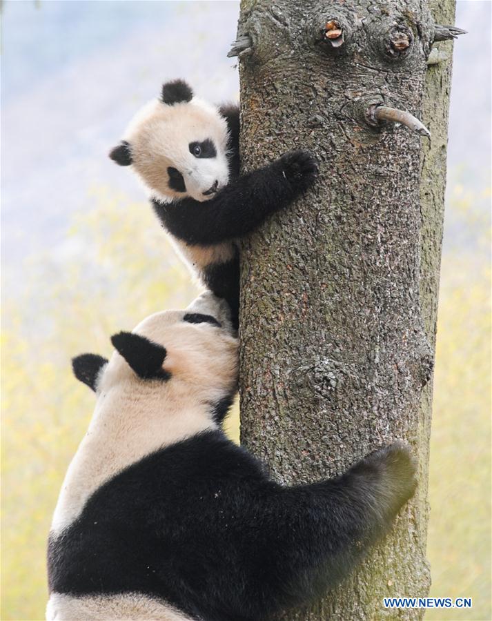 CHINA-SICHUAN-PANDA CENTER-CONSERVATION-RESTORATION (CN)