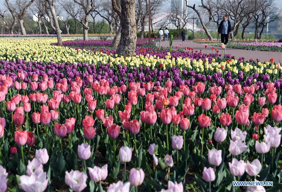 CHINA-GANSU-YONGJING-TULIPS (CN)