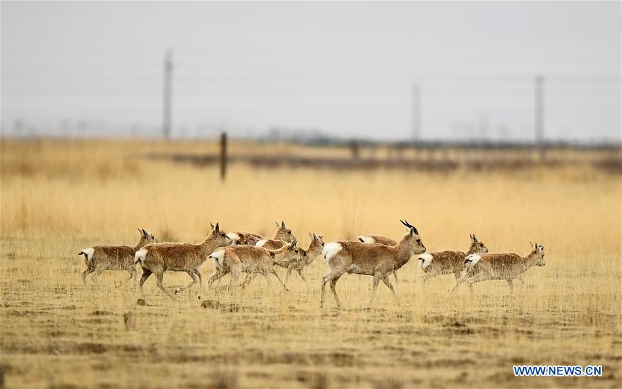 CHINA-QINGHAI-PROCAPRA PRZEWALSKII(CN)