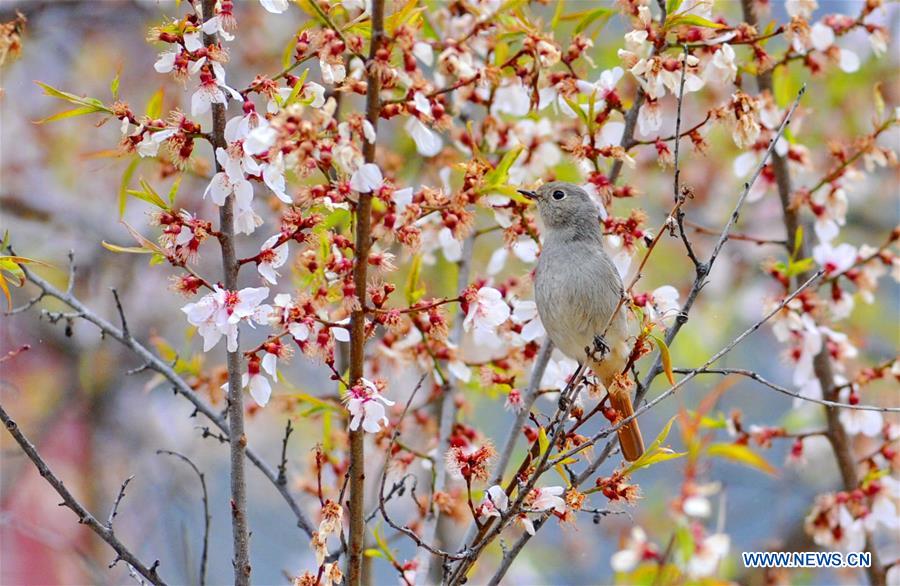 CHINA-TIBET-WETLAND-SCENERY (CN)