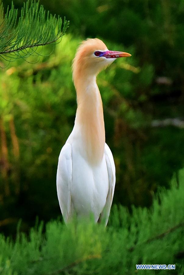 CHINA-HENAN-ENVIRONMENT-EGRET (CN)