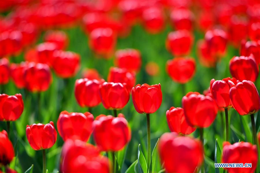 CHINA-CHANGCHUN-TULIPS(CN)