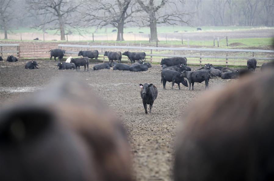 U.S.-ATLANTIC-FARM OWNER-CHINESE MARKET