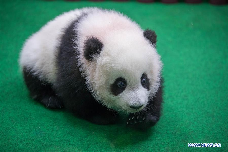 MALAYSIA-KUALA LUMPUR-CHINA-GIANT PANDA CUB-DEBUT