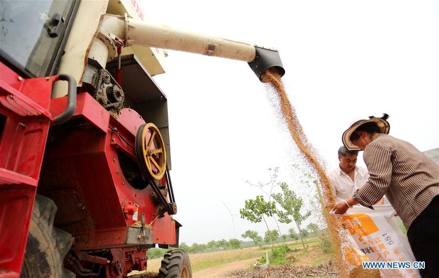 #CHINA-AGRICULTURE-WHEAT-HARVEST (CN)