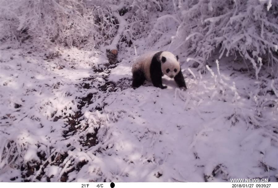 CHINA-GANSU-LONGNAN-WILD GIANT PANDA (CN)