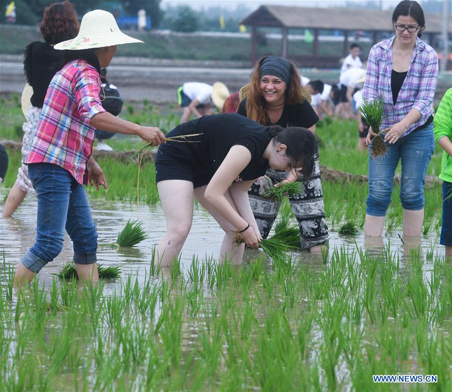 CHINA-ZHEJIANG-RICE TRANSPLANTING GAME (CN)