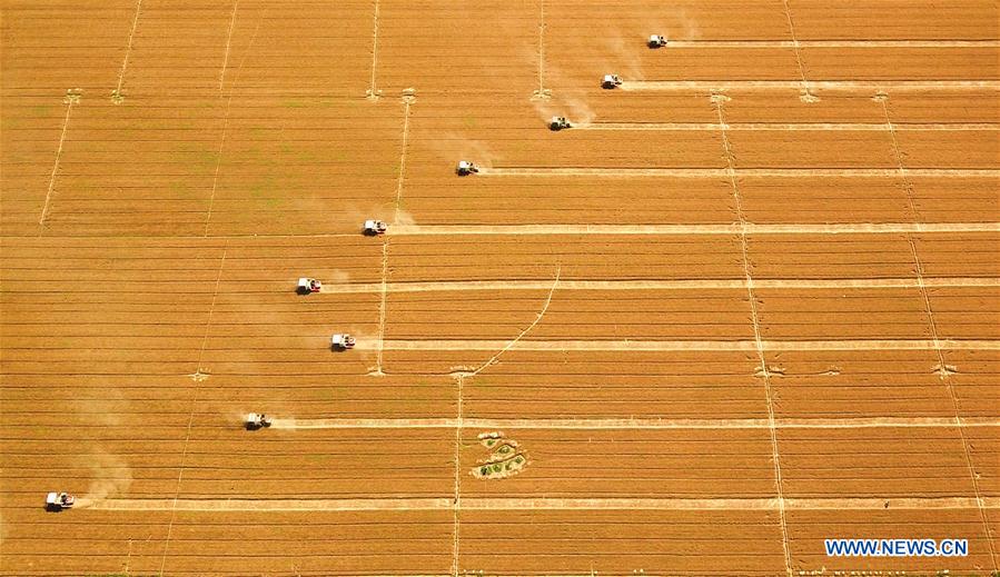 CHINA-HEBEI-WHEAT HARVEST(CN)