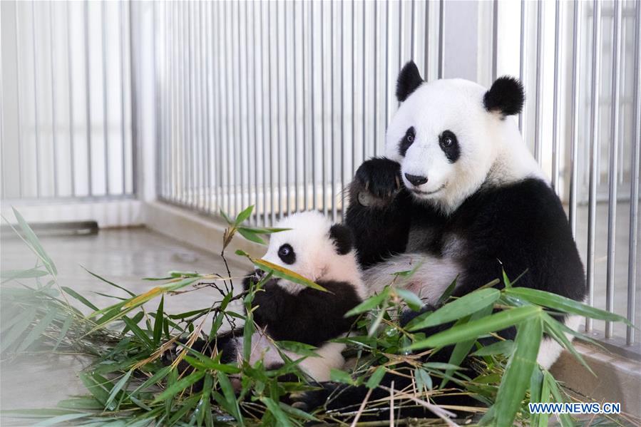 MALAYSIA-KUALA LUMPUR-PANDA-FEEDER