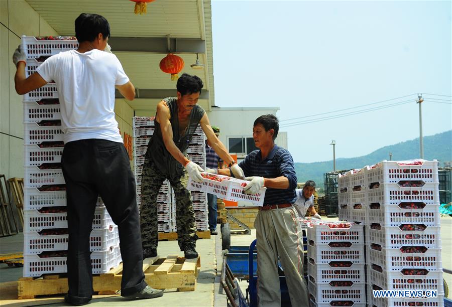 CHINA-SHANDONG-YANTAI-CHERRY PLANTING (CN)