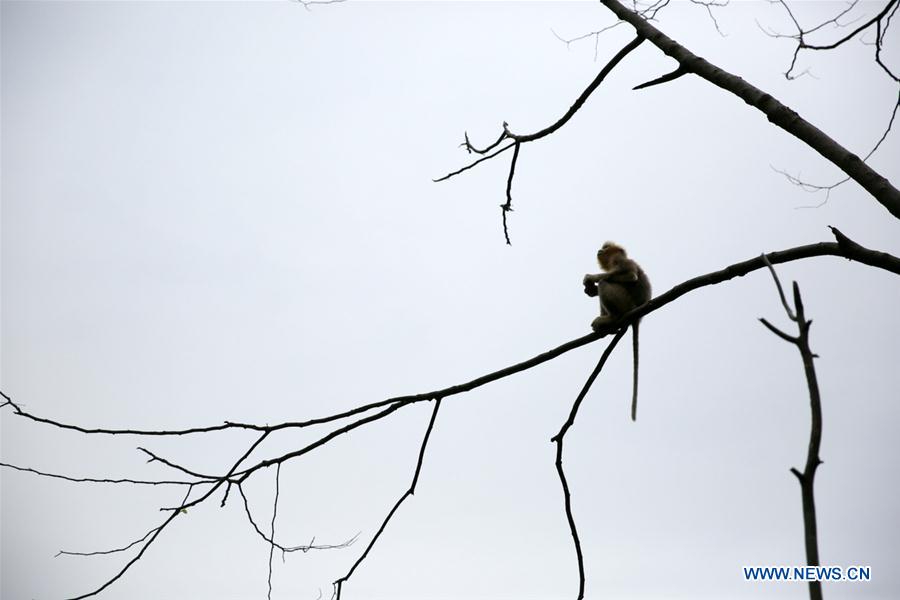 #CHINA-GANSU-GOLDEN MONKEY (CN*)