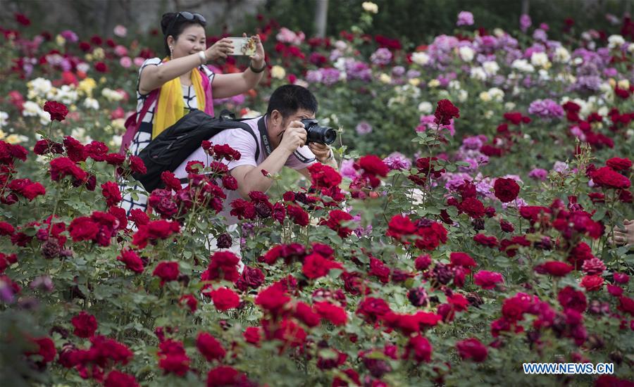 CHINA-SHAANXI-LUONAN-ROSE TOWN (CN)