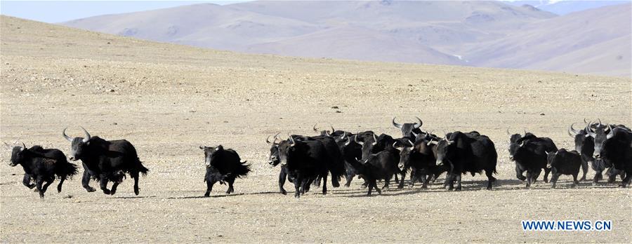 Xinhua Headlines: Relocation changing lives on Tibetan plateau