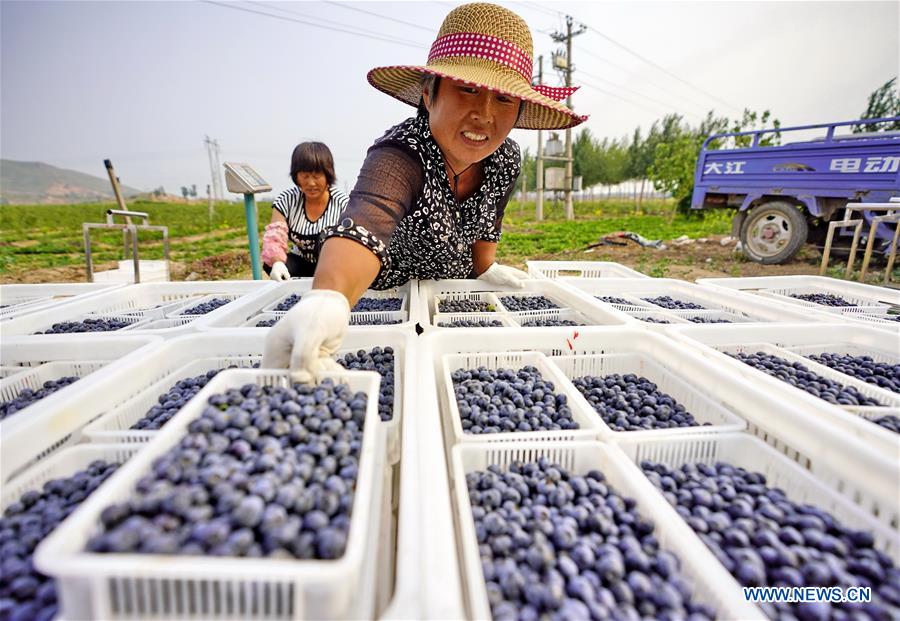 CHINA-HEBEI-BLUEBERRY-HARVEST SEASON(CN)